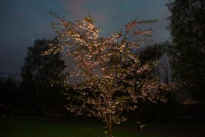 2016-05-19 Körsbärsträd i blom